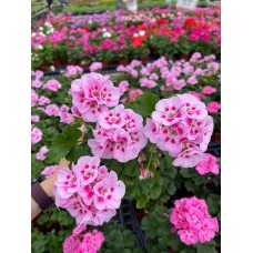 Geranium Annual - Various Sizes